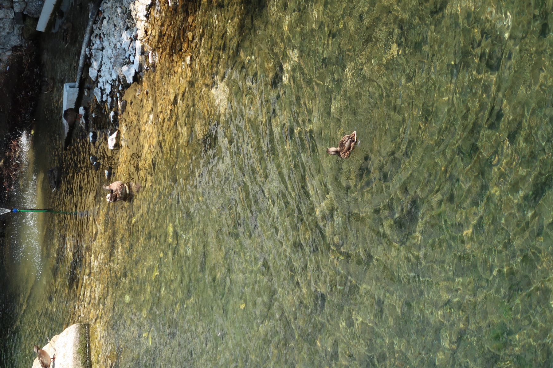Ducks swimming in clear shallow water with sunlight rippling over the stones