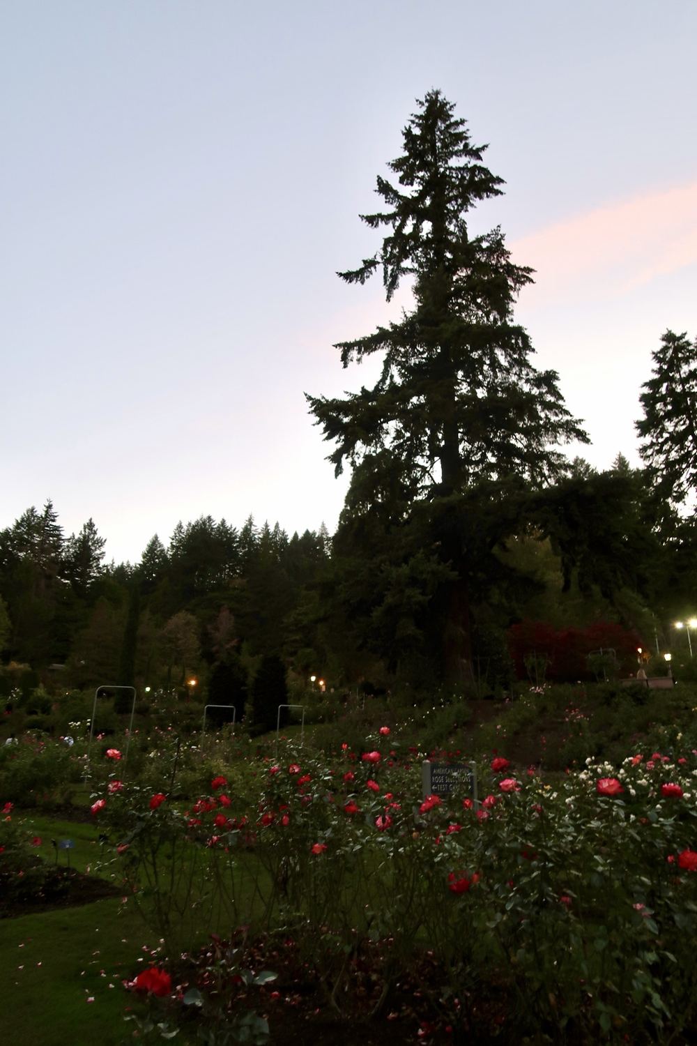 Rose garden beneath a tall evergreen tree at twilight